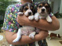 Lindos filhotes de beagle