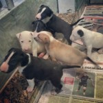 Filhotes de Bull Terrier (Pedigree)