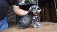Venda filhotes Schnauzer Miniatura