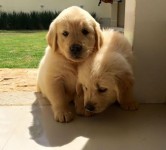 Vendo Golden Retriever Fêmeas