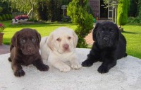 Filhotes de Labrador