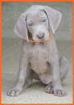 FILHOTES DE WEIMARANER 2016 – canil venda