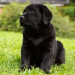 Filhotes de Labrador