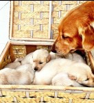 Vendo Golden Retriever Fêmeas