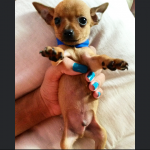 Filhotes de pinscher machos número 1