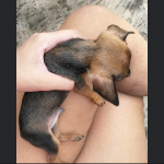 Filhotes de pinscher machos número 1