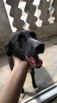 Doa-se linda cachorrinha 7 meses – Mooca – SP