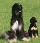 Lindos filhotes de Afghan Hound