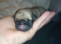 Pug – Venda de filhotes criados por Veterinária
