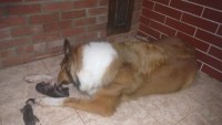 Collie Pelos longos – Lassie