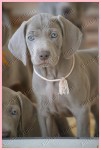 FILHOTES DE WEIMARANER 2016 – canil venda