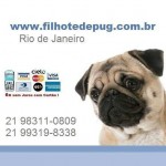Pug – Venda de filhotes criados por Veterinária