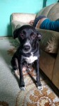 Doa-se linda cachorrinha 7 meses – Mooca – SP