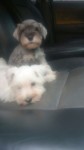 Linda Filhote Fêmea de Schnauzer Miniatura!