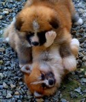 Lindos filhotes de Akita Inu