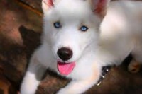 Lindos Filhotes Husky Siberiano c/6 Meses c/Garantia e Pedigree