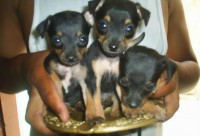 Filhotes de Pinscher miniatura