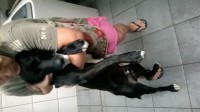 Cachorro Para Adoção – Castrado, Vacinado e Vermifugado