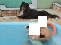 Collie Pelos longos – Lassie
