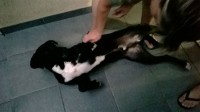 Cachorro Para Adoção – Castrado, Vacinado e Vermifugado
