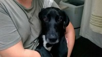 Cachorro Para Adoção – Castrado, Vacinado e Vermifugado