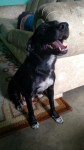 Doa-se linda cachorrinha 7 meses – Mooca – SP