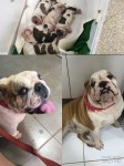 bulldog ingles