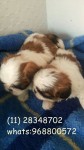 Shih Tzu Chocolate Promoção