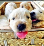 Vendo Golden Retriever Fêmeas