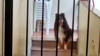 Collie Pelos longos – Lassie