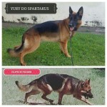 Filhotes de Pastor alemão Capa preta