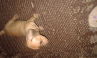 Vendo cachorros Teckel -Salsicha