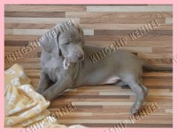FILHOTES DE WEIMARANER 2016 – canil venda
