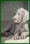 FILHOTES DE WEIMARANER 2016 – canil venda