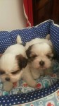 Shih Tzu Chocolate Promoção