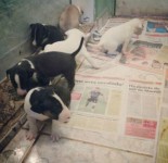 Filhotes de Bull Terrier (Pedigree)