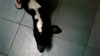 Cachorro Para Adoção – Castrado, Vacinado e Vermifugado