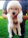Vendo Golden Retriever Fêmeas
