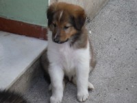 Collie Pelos longos – Lassie