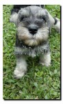 Filhotes de Schnauzer Miniatura