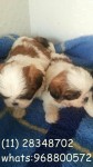 Shih Tzu Chocolate Promoção