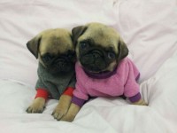 Pug – Venda de filhotes criados por Veterinária