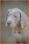FILHOTES DE WEIMARANER 2016 – canil venda