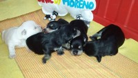 Filhotes de Schnauzer Miniatura