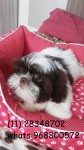 Shih Tzu Chocolate Promoção