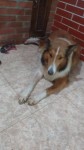 Collie Pelos longos – Lassie