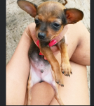 Filhotes de pinscher machos número 1