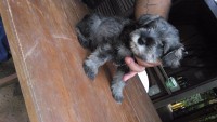 Venda filhotes Schnauzer Miniatura