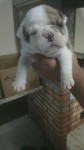 bulldog ingles