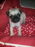 Pug fêmea e macho promoção